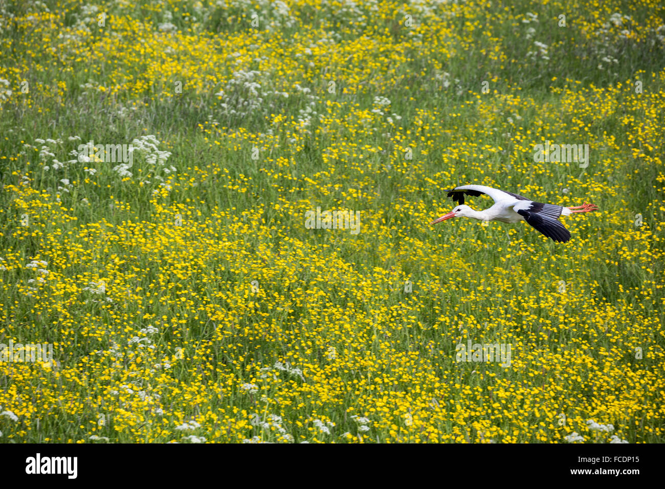 Paesi Bassi, Lopik, Comune di cicogna volando sul campo con renoncules, mucca prezzemolo e il tarassaco Foto Stock