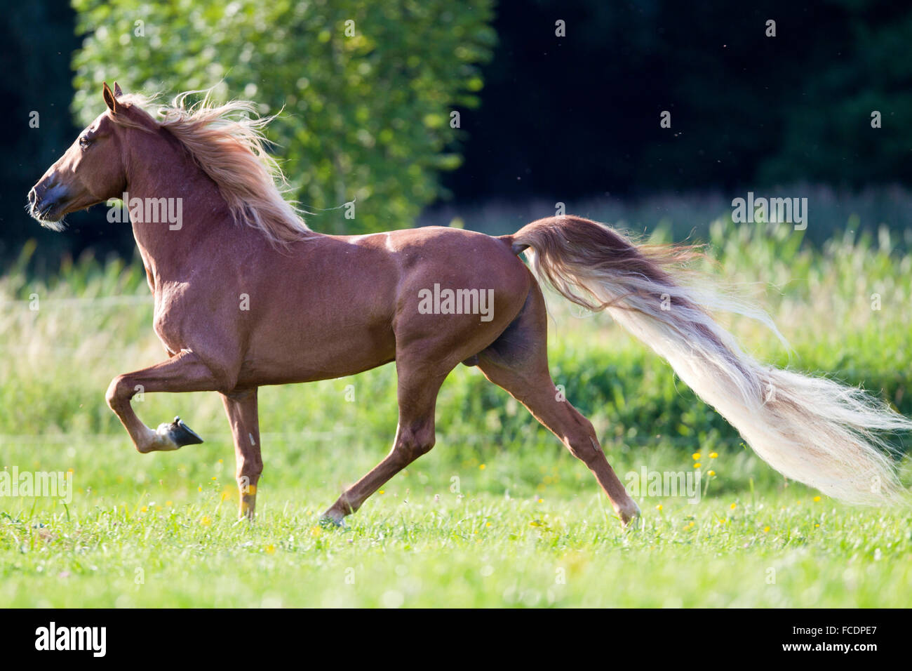 Tennesse passeggiate a cavallo. Stallone di castagno eseguendo il toelt. Germania Foto Stock