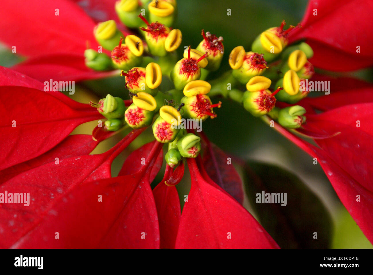 Euphorbia pulcherrima, Poinsettia, arbustive ornamentali con rosso superiore foglie giallo circostante cyathia, popolare impianto di Natale Foto Stock