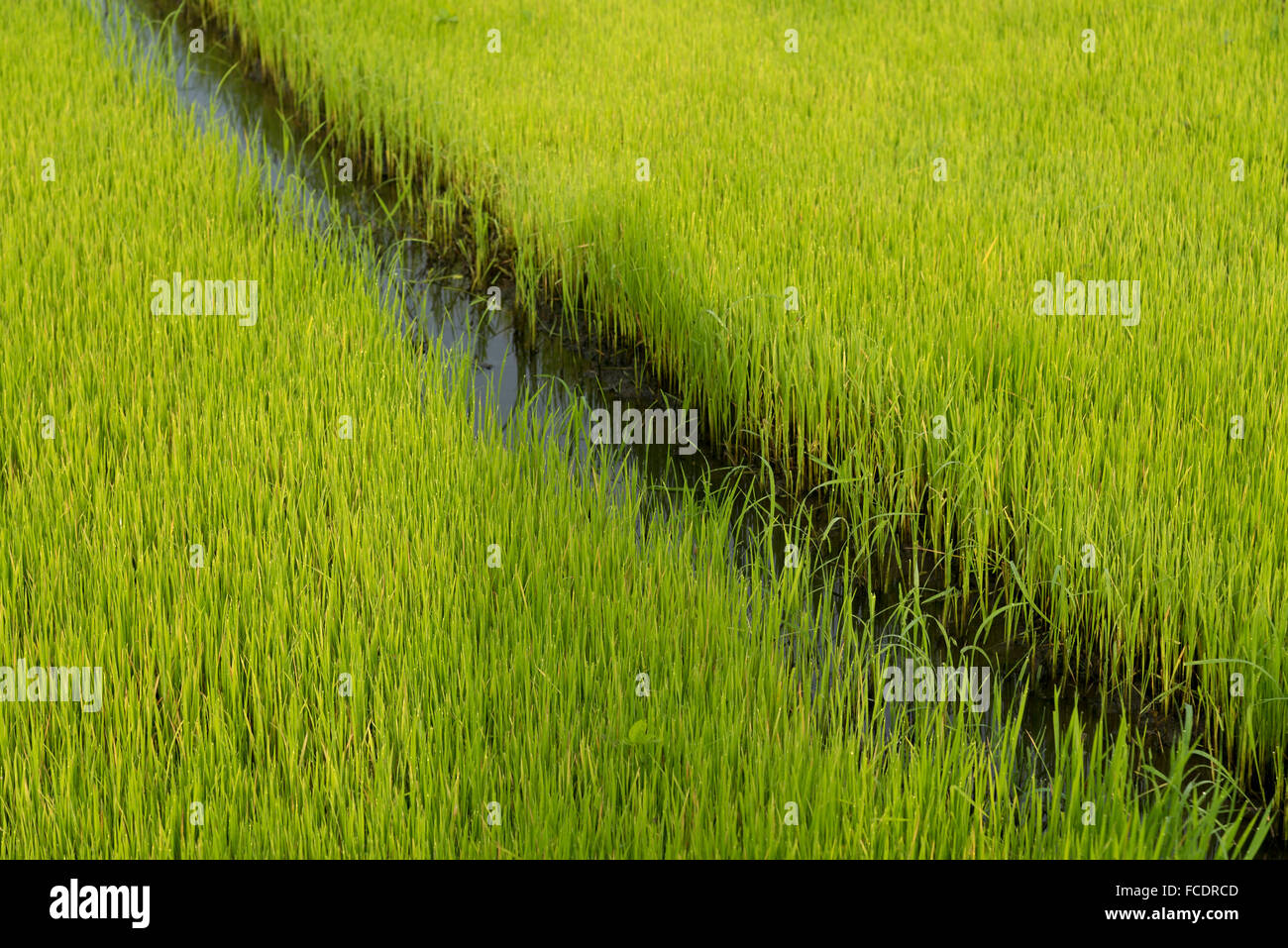 Canale di acqua nei giovani campo di riso Foto Stock