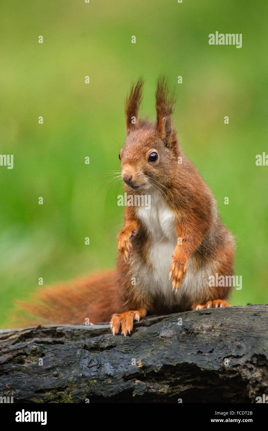 Paesi Bassi, 's-Graveland, 's-Gravelandse Buitenplaatsen, Rurale Hilverbeek station wagon. Eurasian scoiattolo rosso ( Sciurus vulgaris) Foto Stock