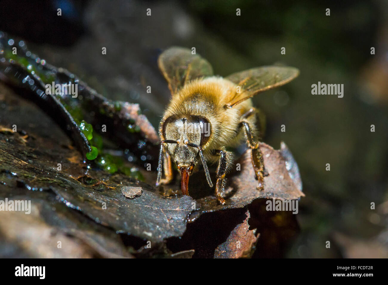 Paesi Bassi, 's-Graveland, European miele delle api (Apis mellifera) la raccolta di acqua per le api in alveare Foto Stock
