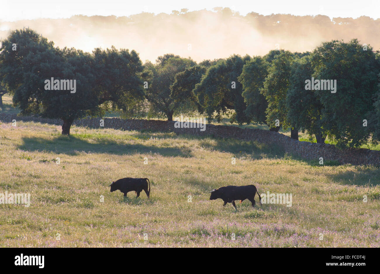 Spagnolo gratis gamma Tori della razza free-range su vasta estates. I tori da corrida vengono scelti per una certa combinazione o Foto Stock