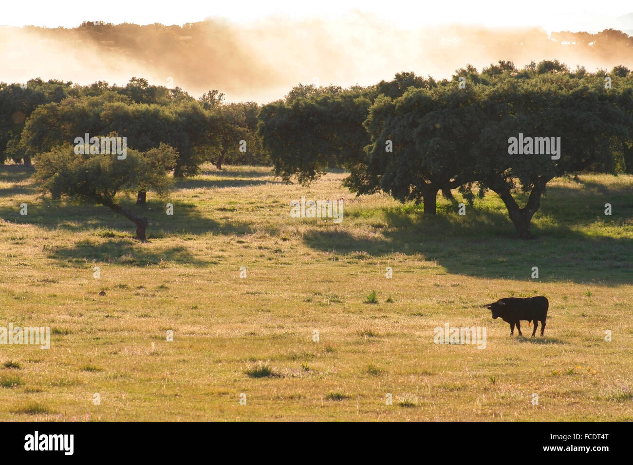 Spagnolo gratis gamma Tori della razza free-range su vasta estates. I tori da corrida vengono scelti per una certa combinazione o Foto Stock