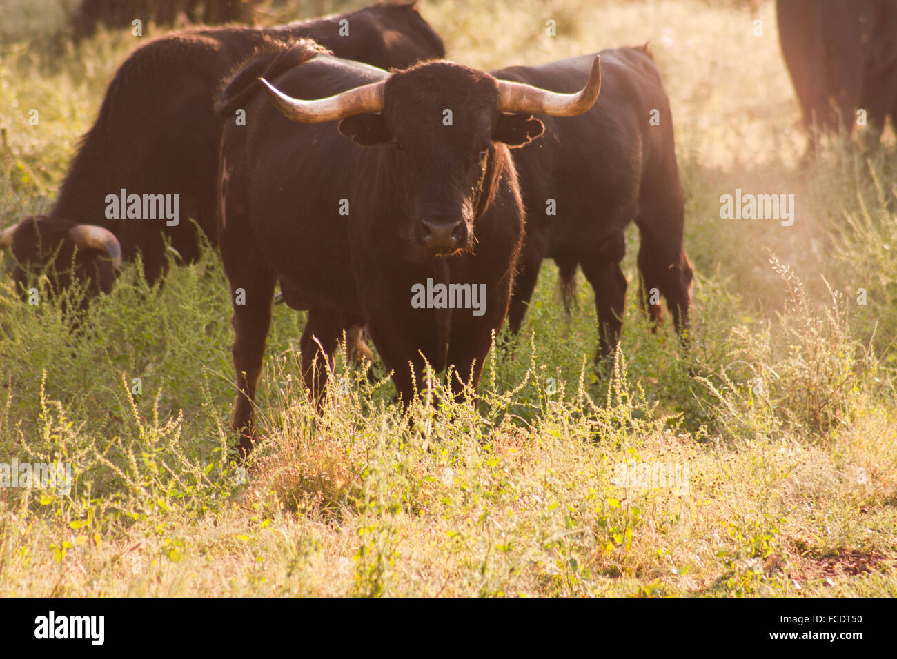 Spagnolo gratis gamma Tori della razza free-range su vasta estates. I tori da corrida vengono scelti per una certa combinazione o Foto Stock