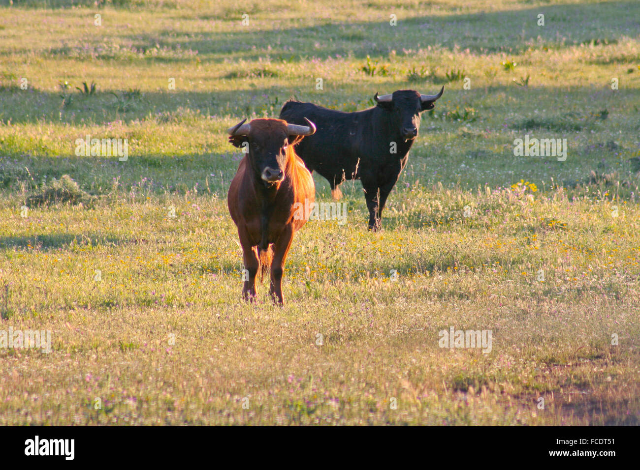 Spagnolo gratis gamma Tori della razza free-range su vasta estates. I tori da corrida vengono scelti per una certa combinazione o Foto Stock