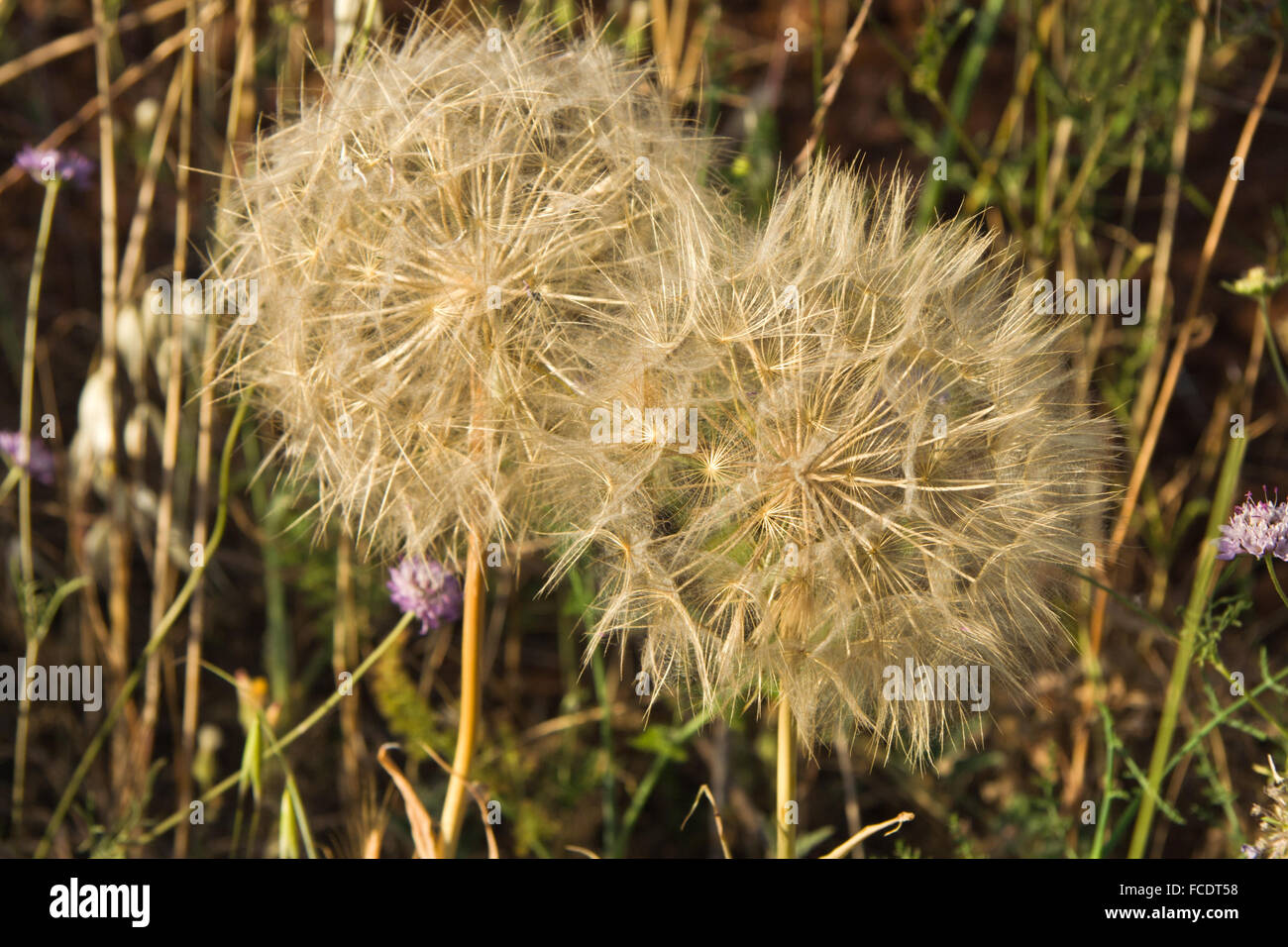 La fotografia macro di pianta selvatica comune di tarassaco, Spagna Foto Stock