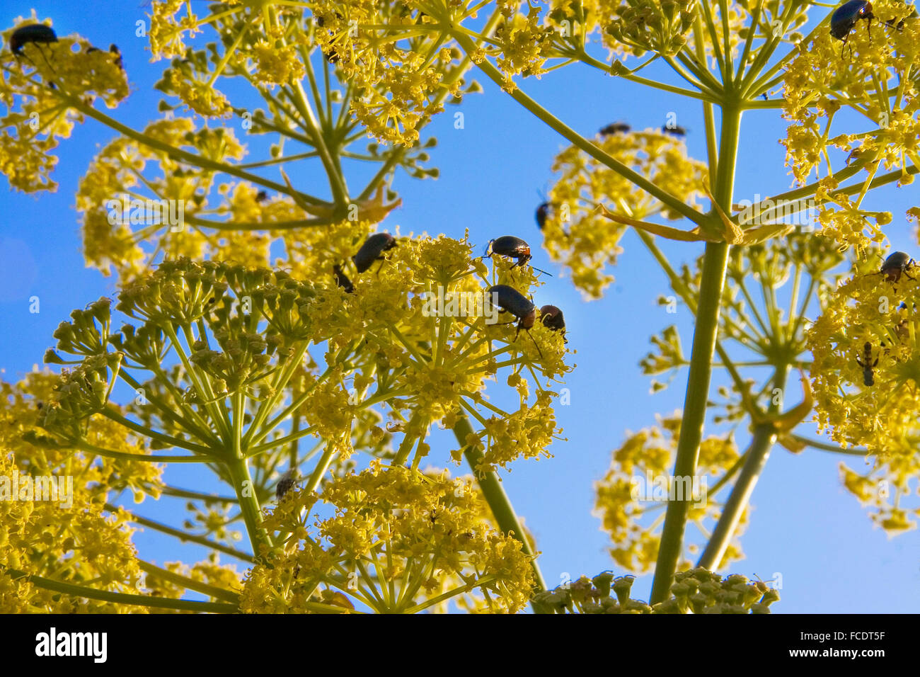 Un sacco di bug in un fiore giallo oltre il cielo blu, Spagna Foto Stock