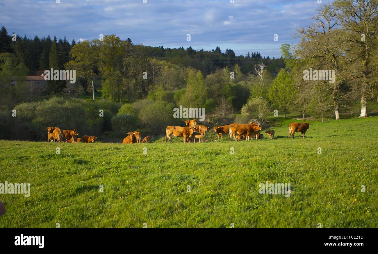 Campagna francese con mucche Foto Stock