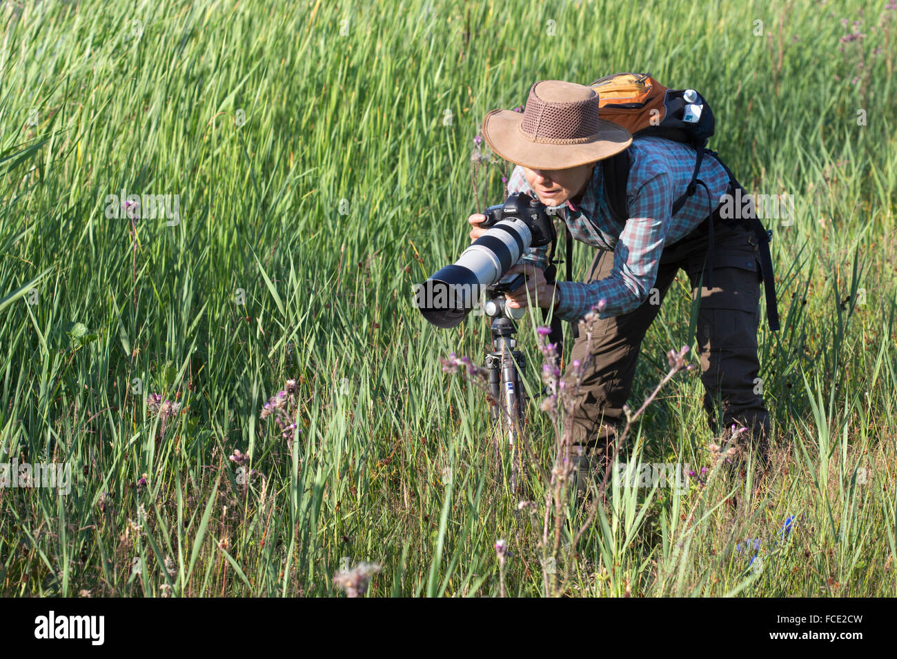 Paesi Bassi, Ossenzijl, Parco Nazionale de Weerribben-Wieden. Fotografo Marjolijn van Steeden prendere immagini di libellule Foto Stock