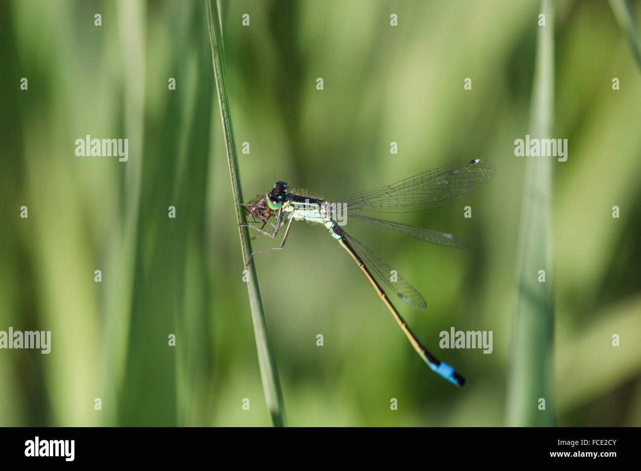 Paesi Bassi, Ossenzijl, Parco Nazionale de Weerribben-Wieden. Dragonfly mangia fly Foto Stock