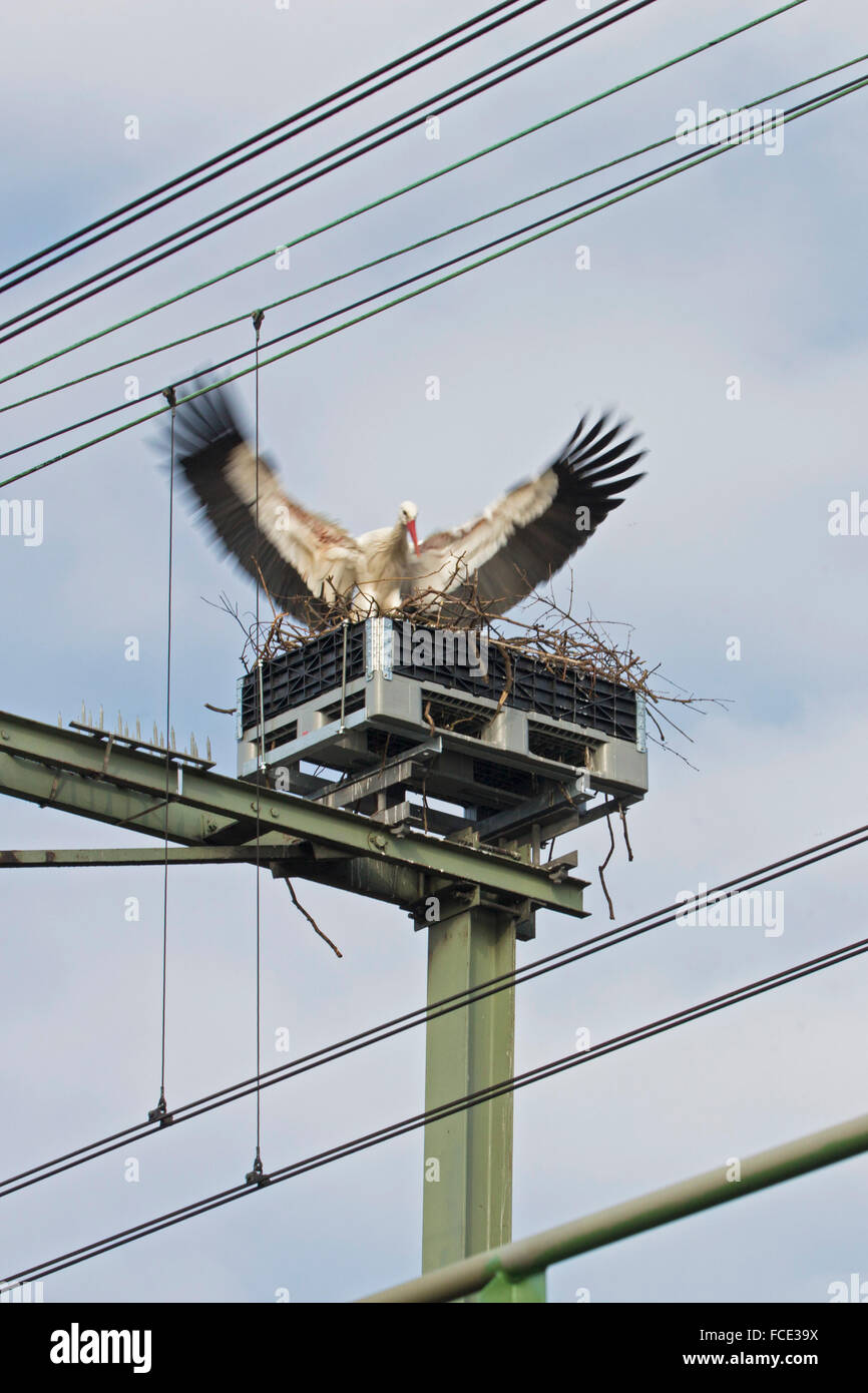 Paesi Bassi, Rotterdam, cicogne sul nido sopra la linea ferroviaria nel centro della città Foto Stock