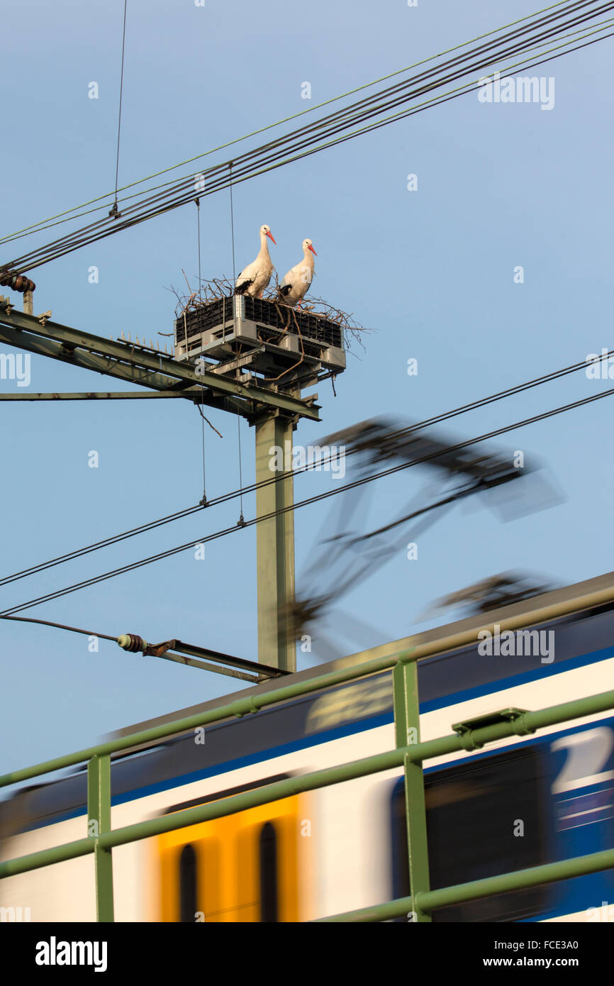 Paesi Bassi, Rotterdam, cicogne sul nido sopra la linea ferroviaria nel centro della città Foto Stock