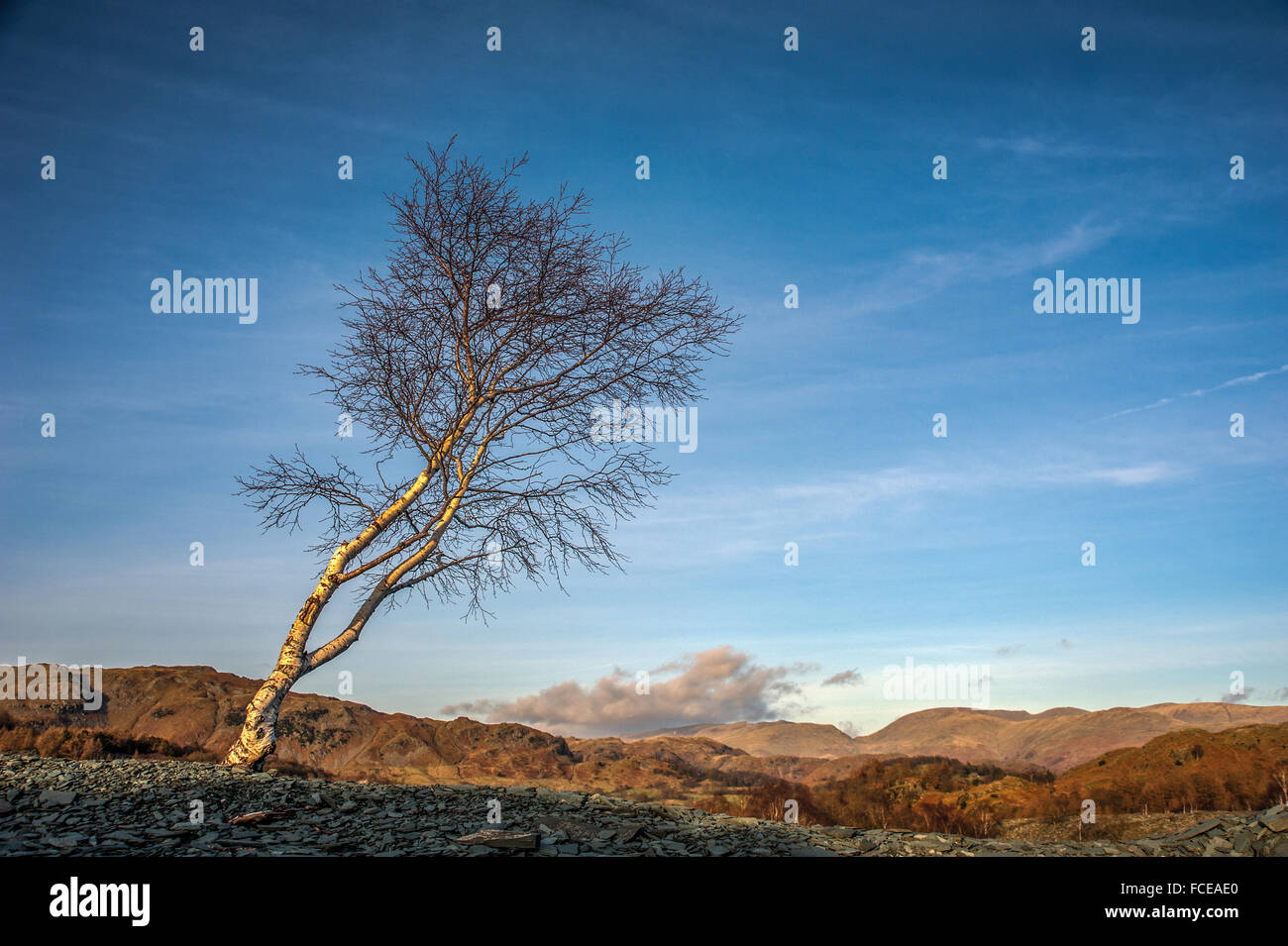 Lone Tree in Hodge ha vicino Quarry Cumbria Foto Stock