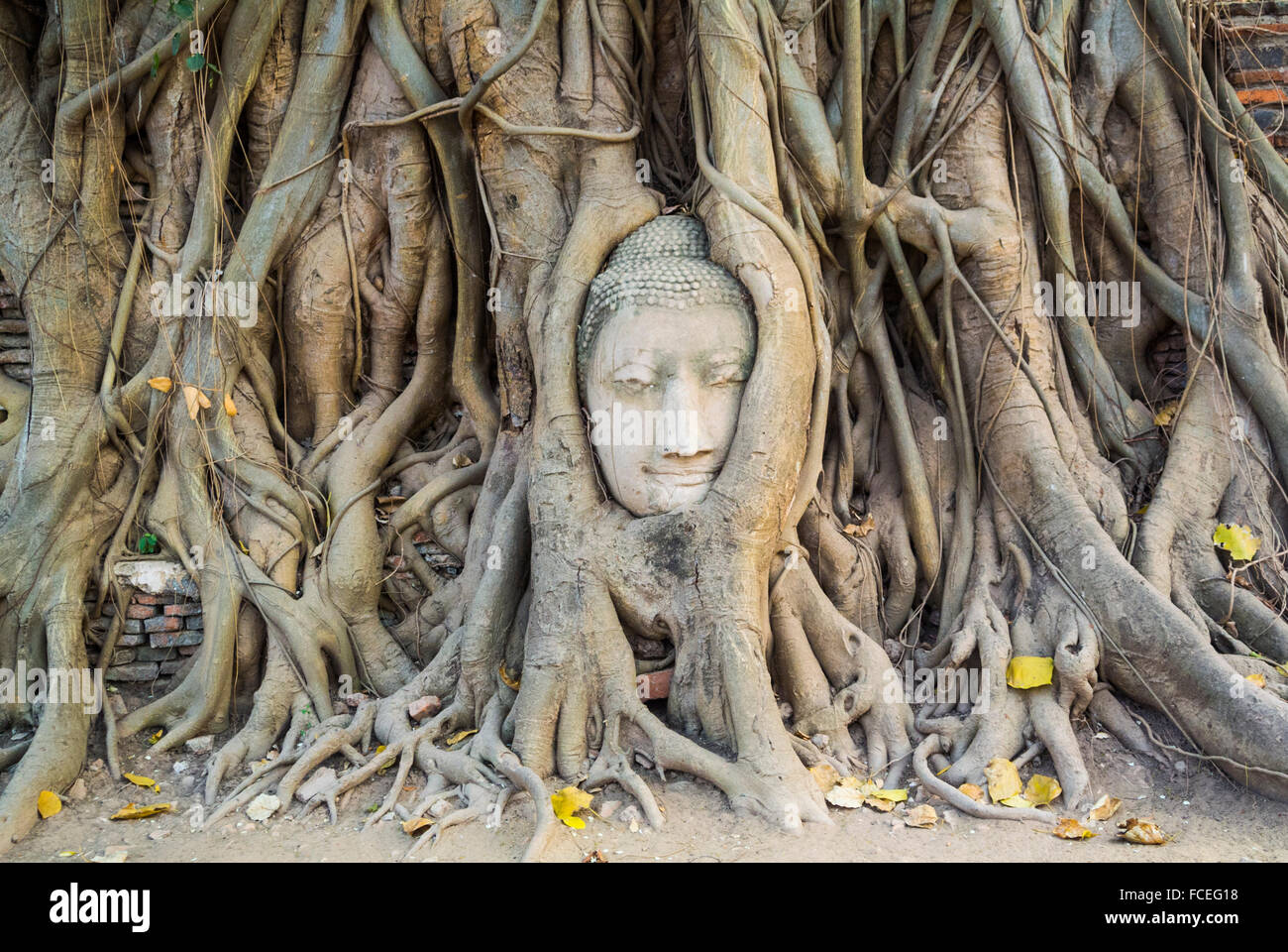 Testa della statua del Buddha di Wat Phra Mahathat Ayutthaya Thailandia Foto Stock