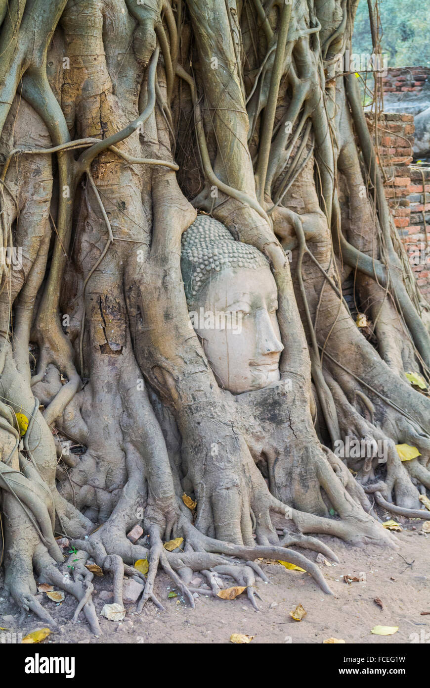 Testa della statua del Buddha di Wat Phra Mahathat Ayutthaya Thailandia Foto Stock