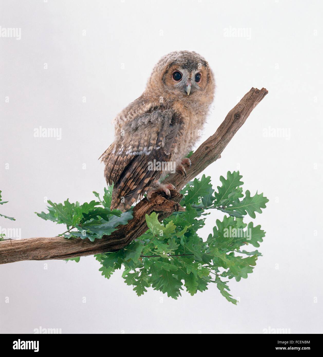 Giovane Allocco (Strix aluco) appollaiate sul ramo Foto Stock