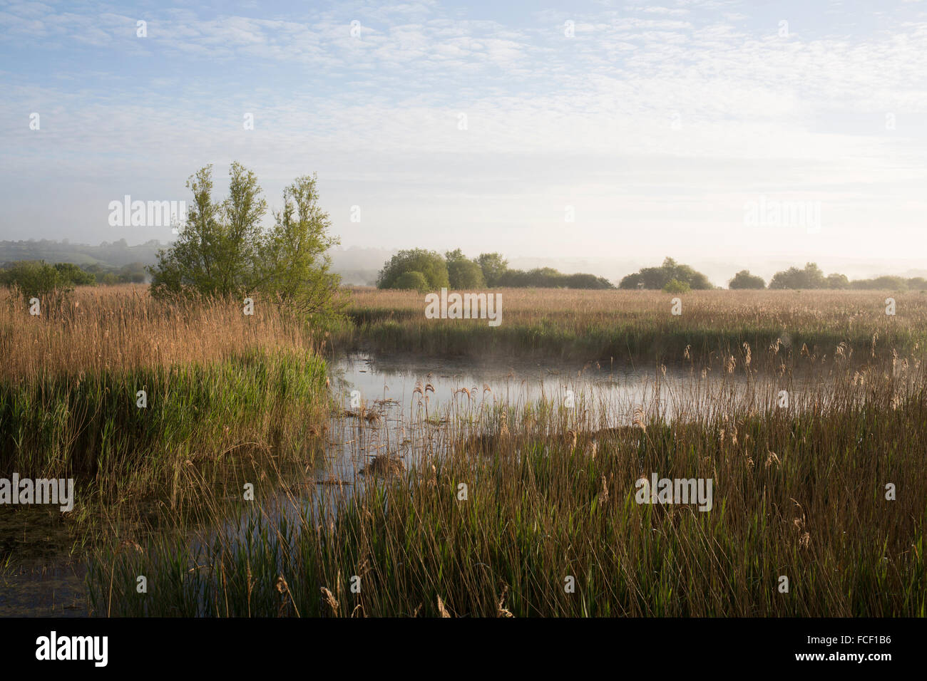 Letto Reed a Westhay Moor NNR sui livelli di Somerset. Alba a molla Foto Stock