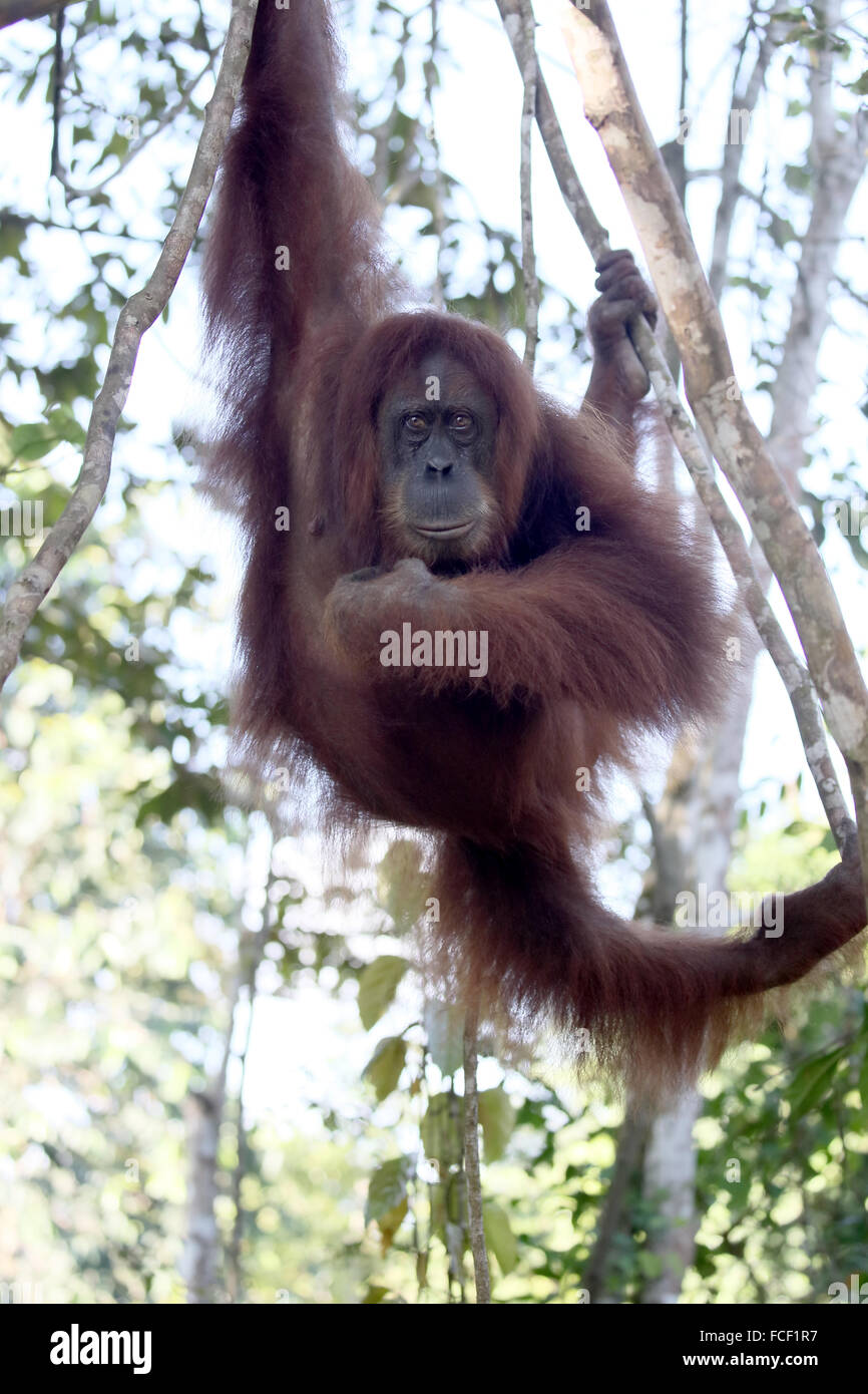 Orang Utan, pongo abelii, unico mammifero nella struttura ad albero, Sumatra, Gennaio 2016 Foto Stock