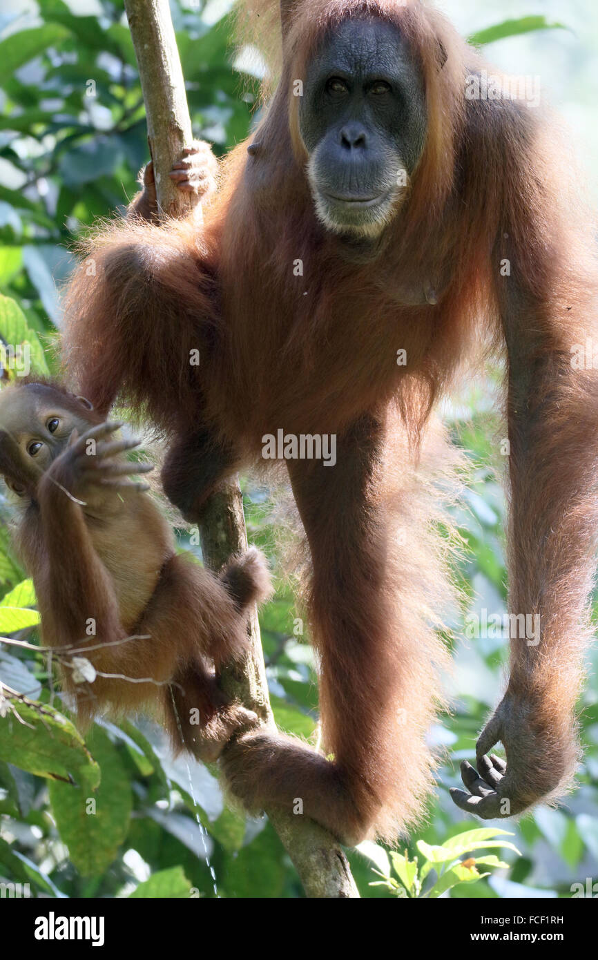 Orang Utan, pongo abelii, due mammiferi nella struttura ad albero, Sumatra, Gennaio 2016 Foto Stock