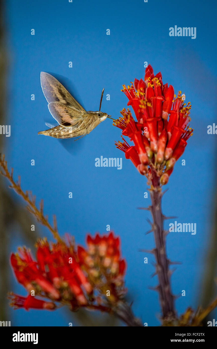 Hummingbird moth (Hyles Lineata) alimentazione a fiore ocotillo (Fouquieria Splenden), Joshua Tree National Park, California, Stati Uniti d'America. Foto Stock