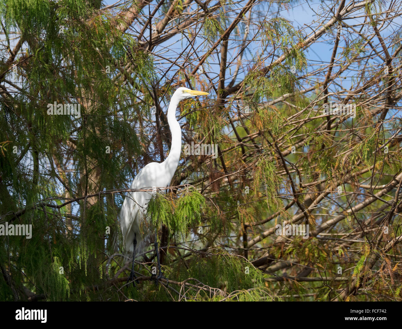 Airone bianco maggiore nella struttura ad albero Foto Stock