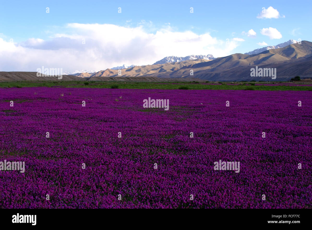 Fiore viola mare Stone Town Tashkurgan tagiko contea autonoma Xingjiang Cina Foto Stock