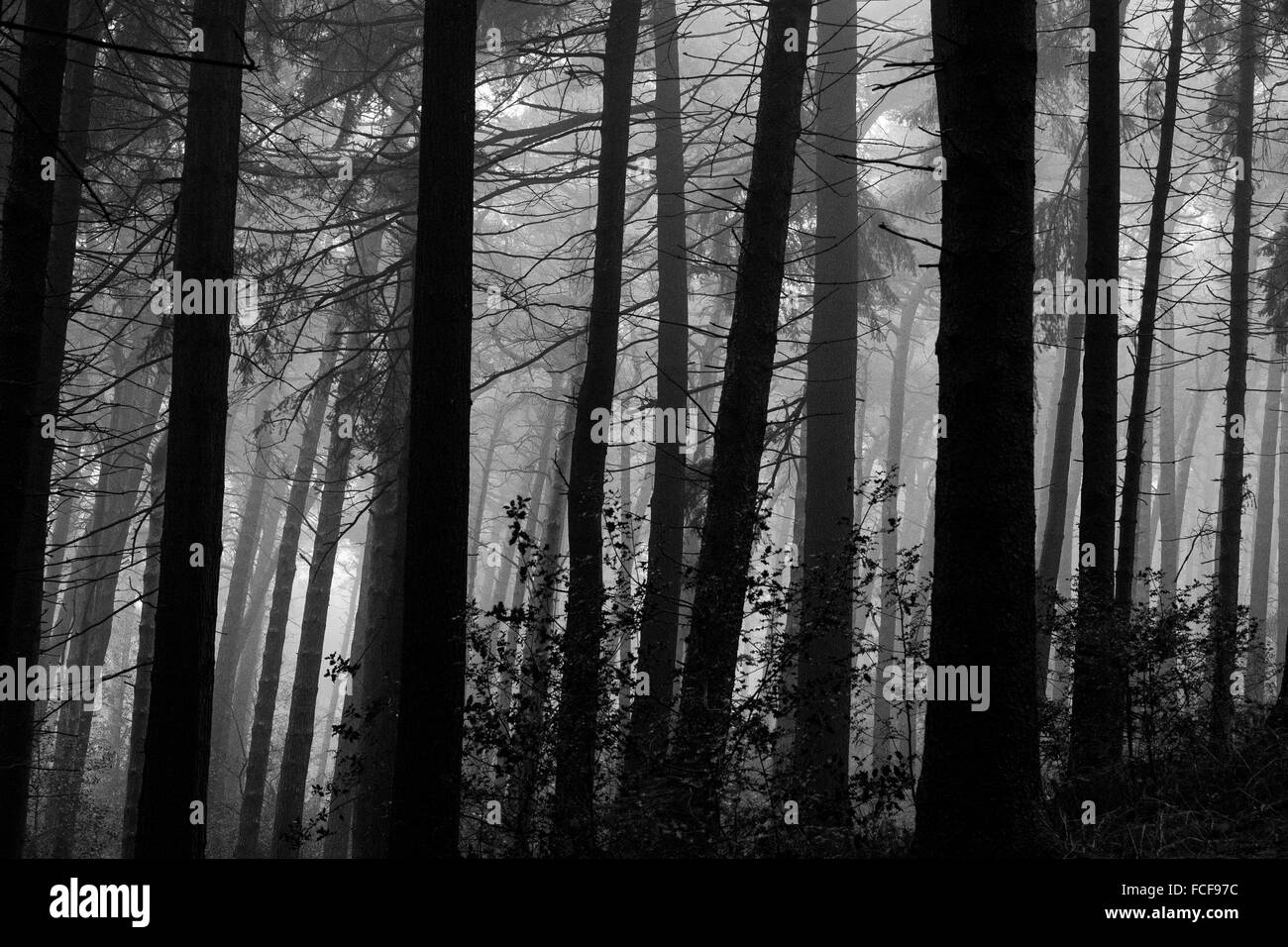 Alberi nel bosco a Lickey Hills, West Midlands, Regno Unito. Foto Stock