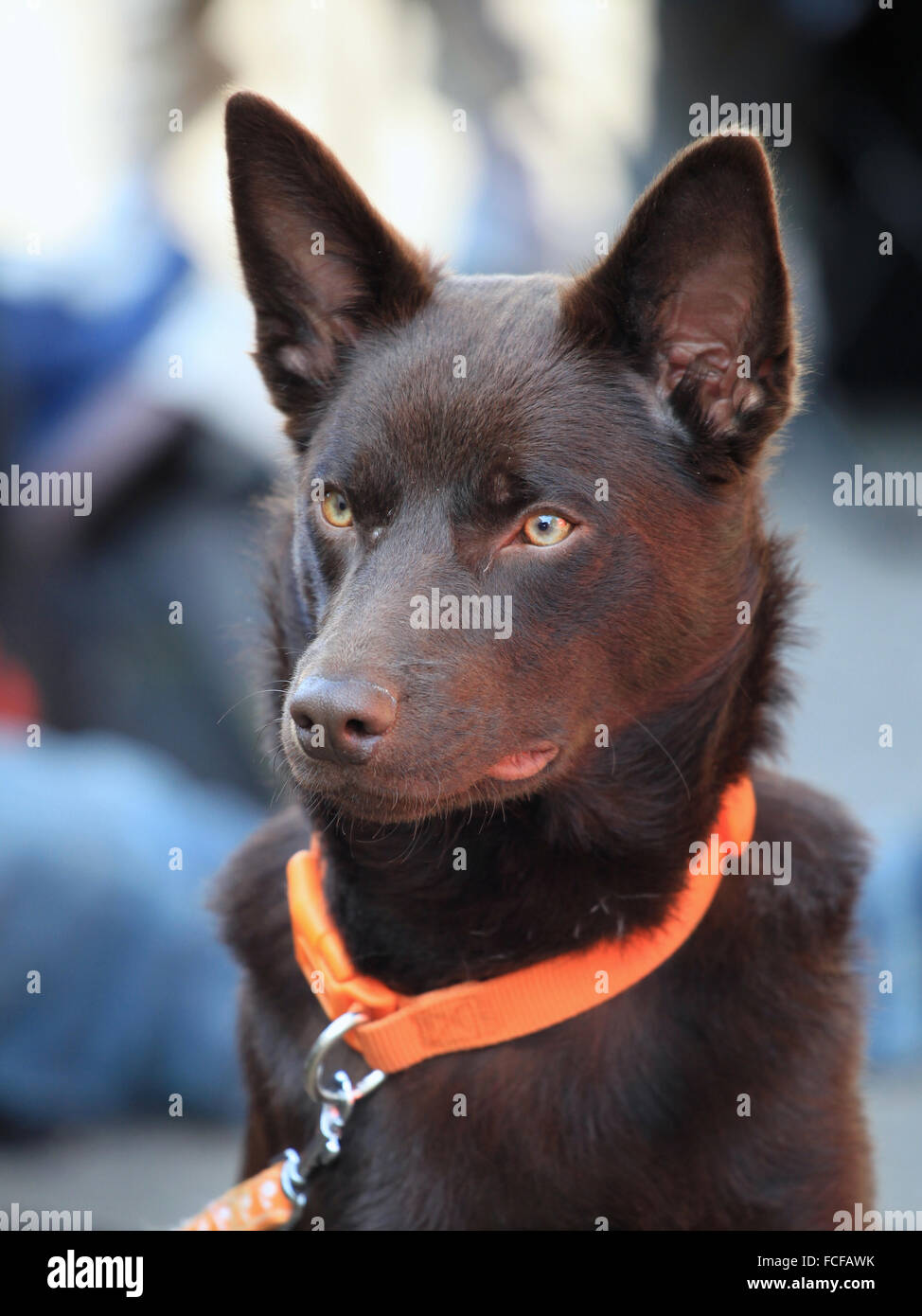 Ritratto di australian kelpie su una strada Foto Stock