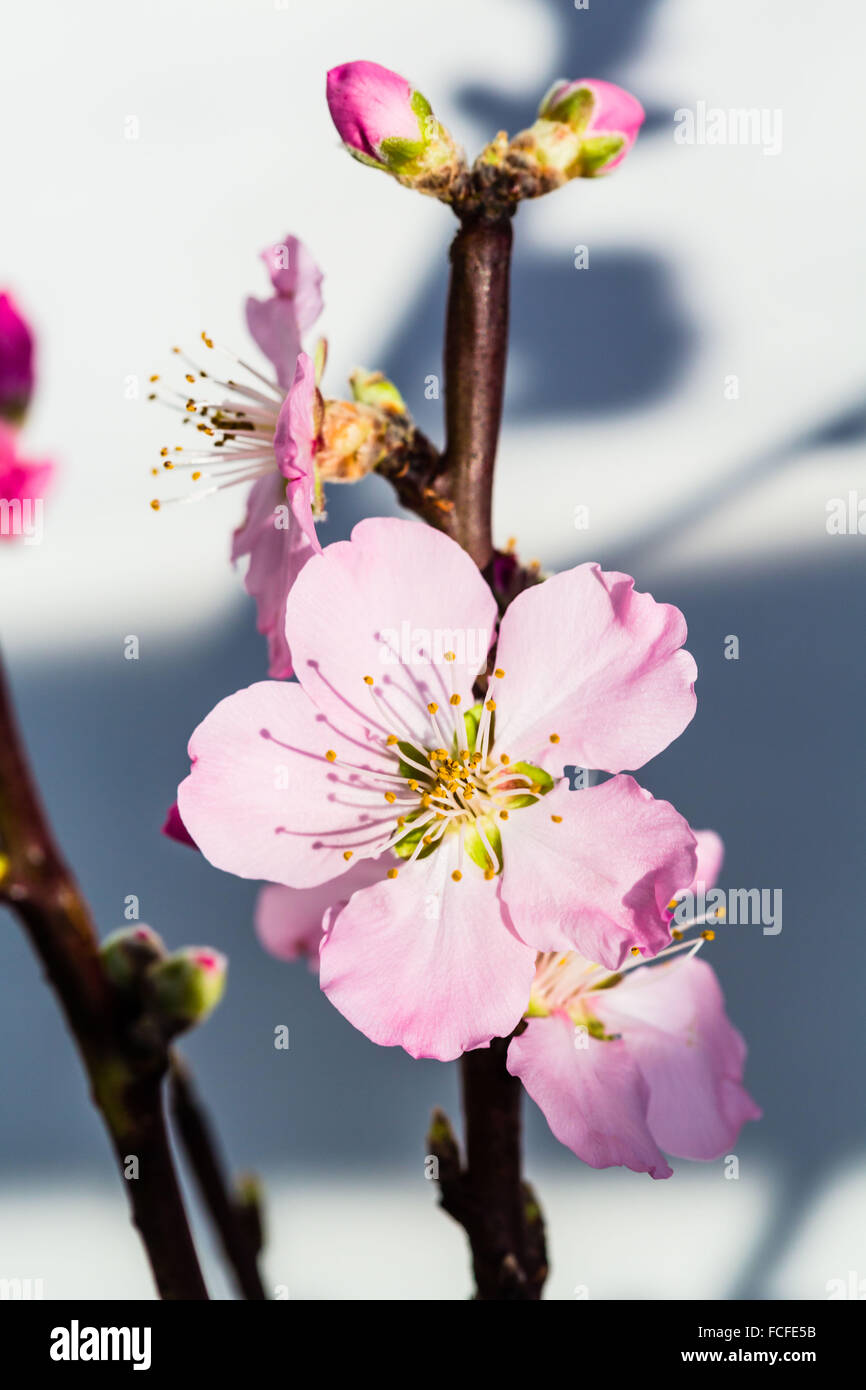 Cherry Orchard (Prunus sp.). Foto Stock