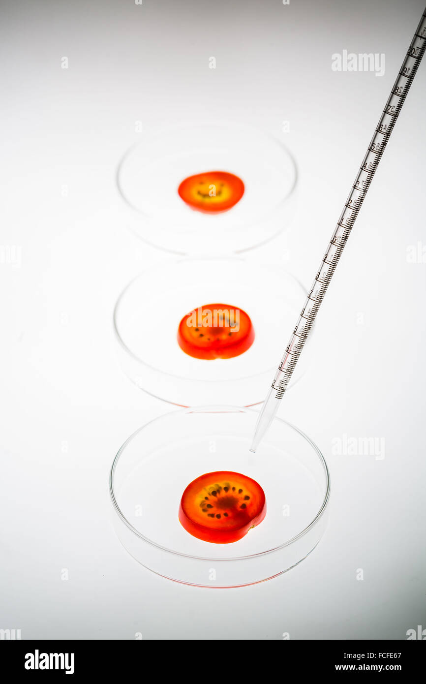 La modificazione genetica di pomodori. Immagine concettuale di fette di pomodoro in capsule di petri. Foto Stock