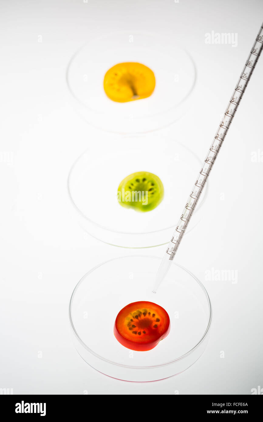 La modificazione genetica di pomodori. Immagine concettuale di fette di pomodoro in capsule di petri. Foto Stock