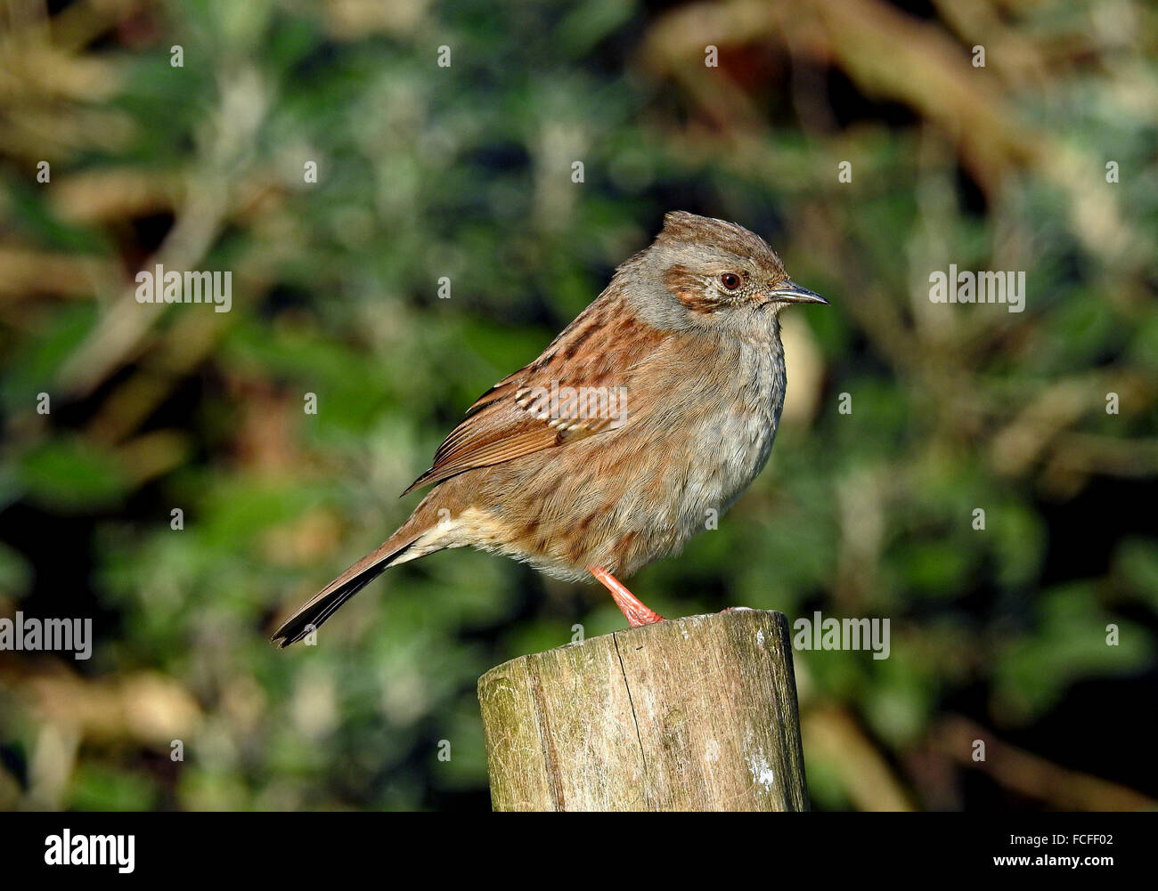 Dunnock o Hedge Sparrow appollaiato Foto Stock