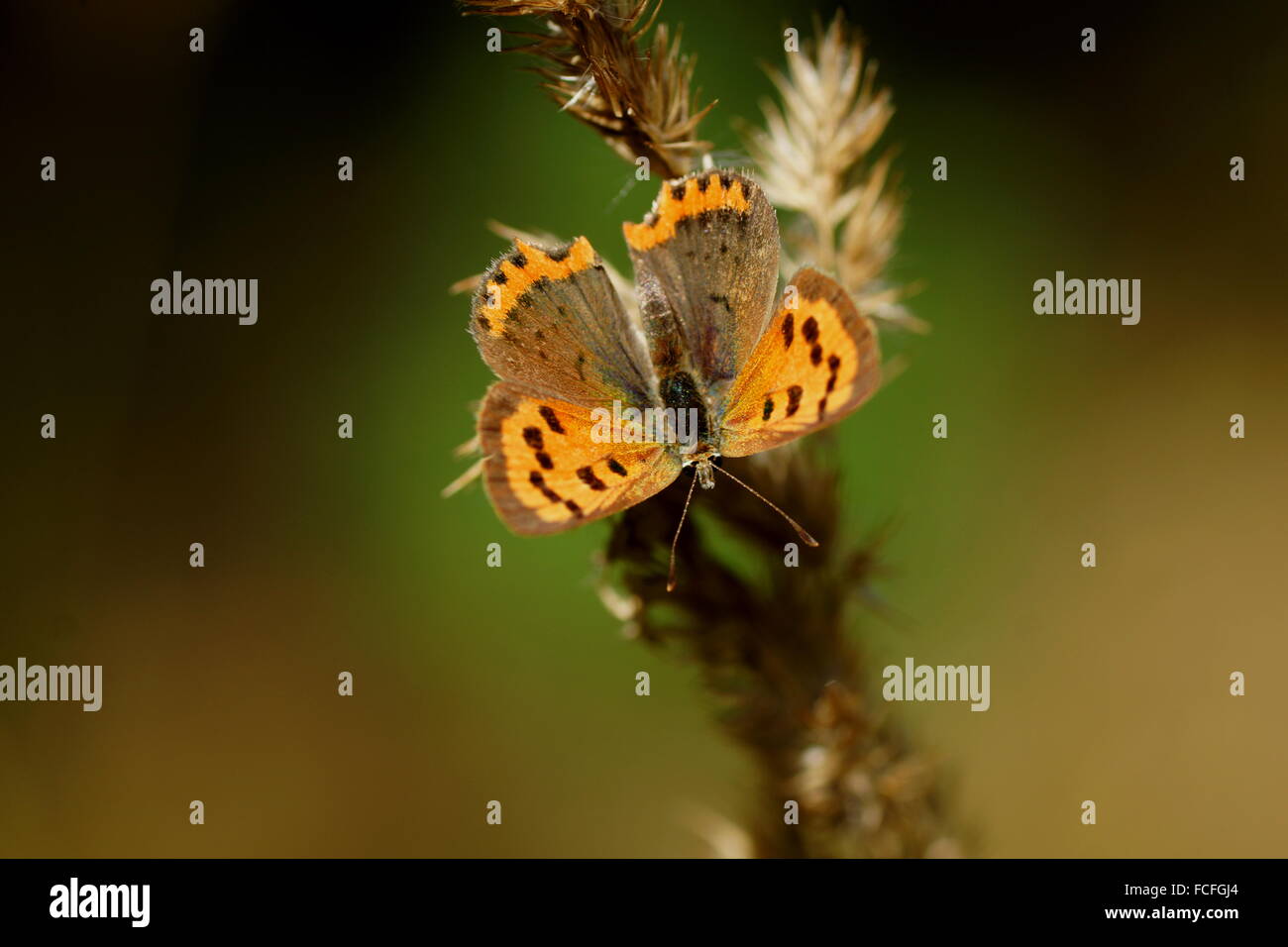 Farfalla con ali aperte. Scarse in rame, Lycaena virgaureae (femmina) Foto Stock