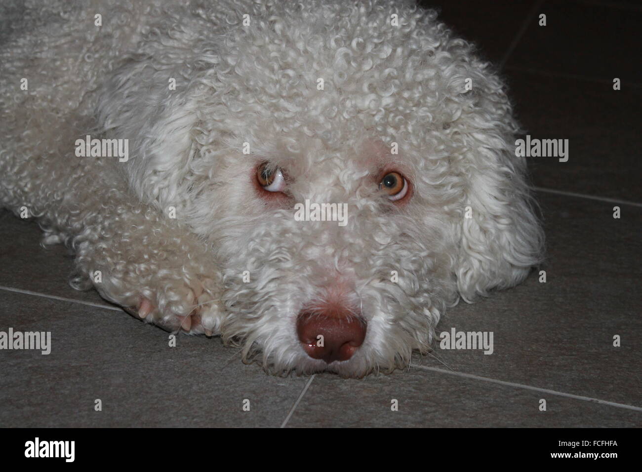 Lo spagnolo cane di acqua (perro de agua español) appoggiato sul pavimento. Foto Stock