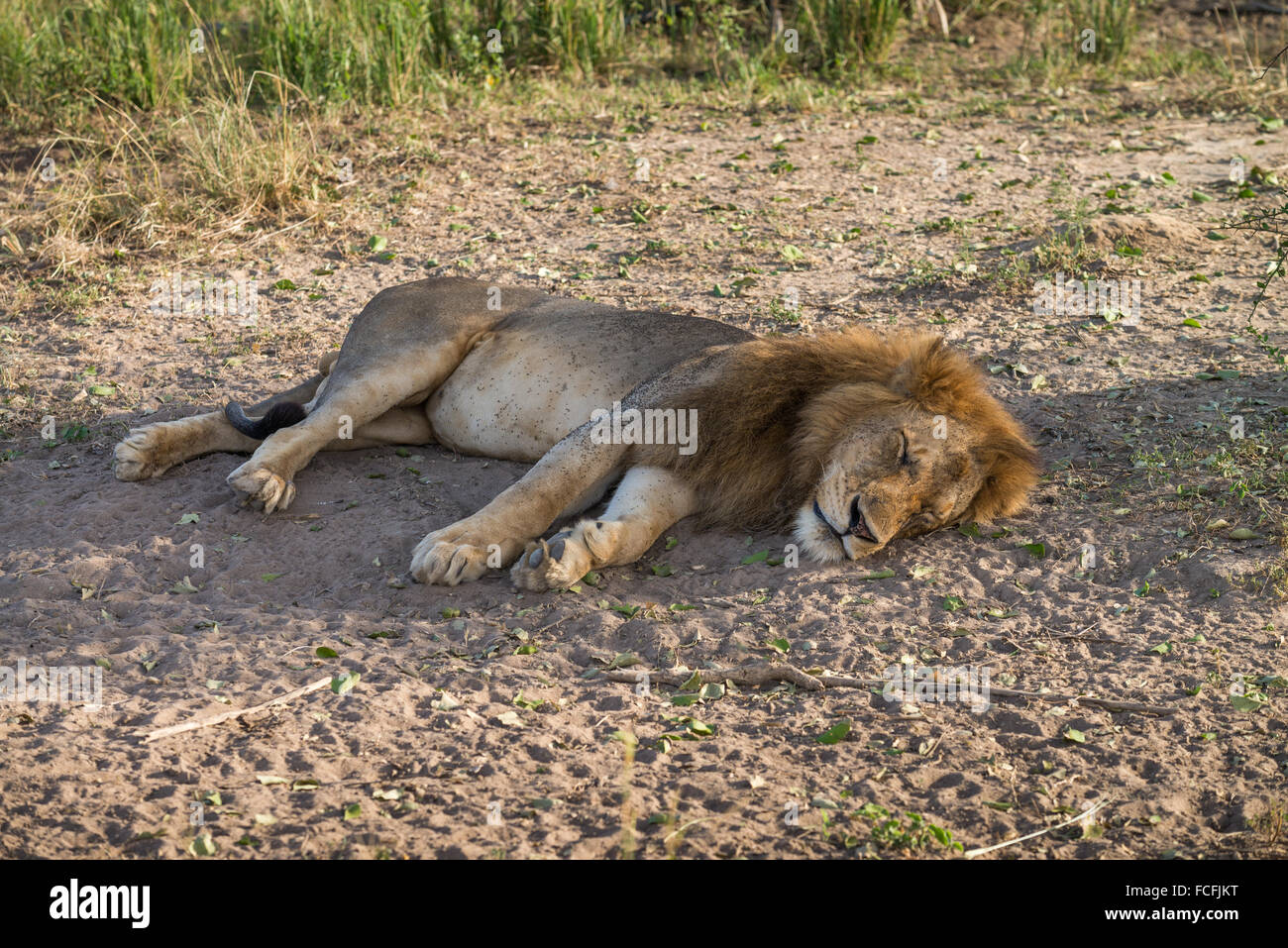 Lion (Panthero leo), Murchison Falls National Park, Uganda Foto Stock