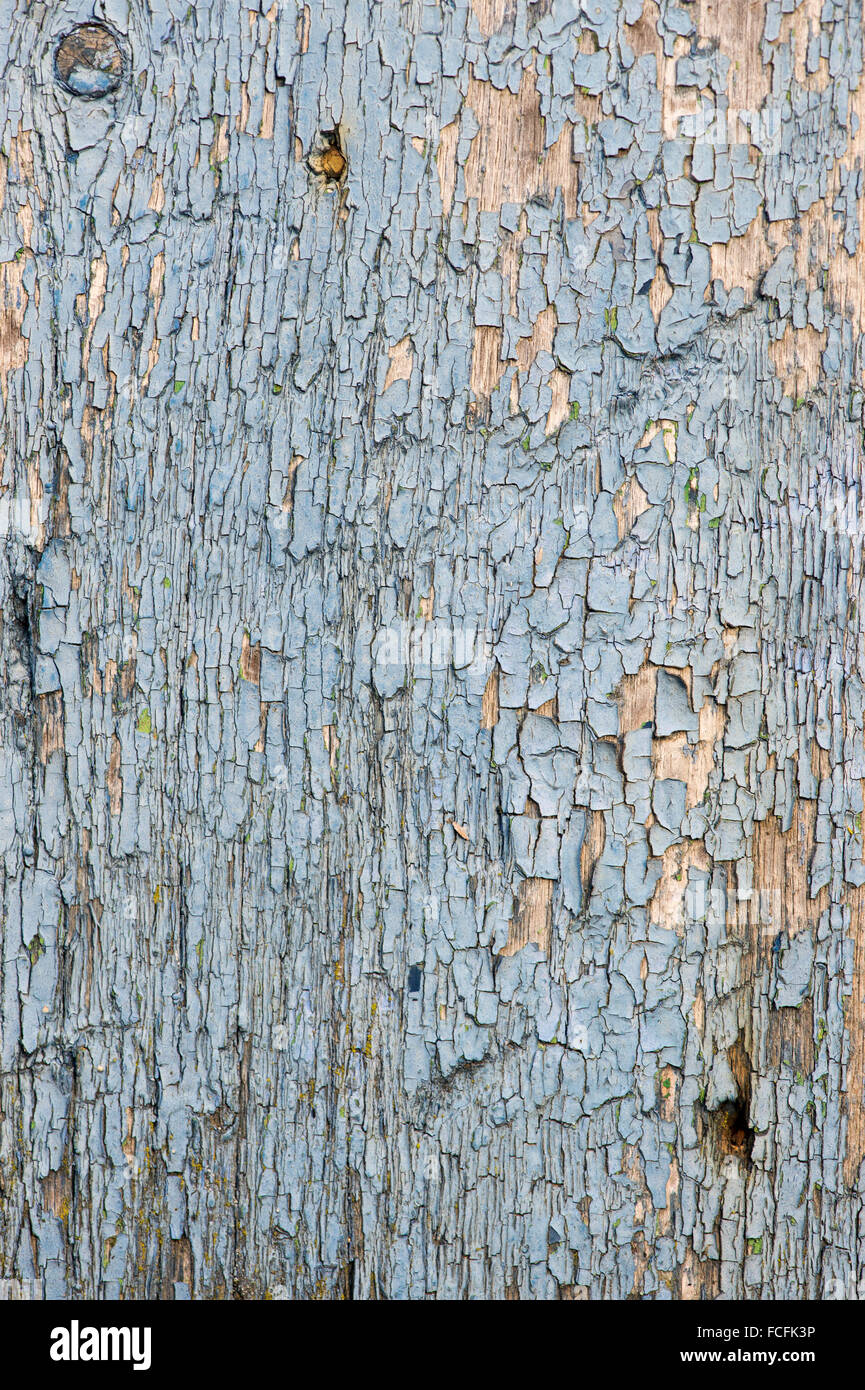 Il vecchio dipinto di blu porta in legno con peeling texture di vernice Foto Stock