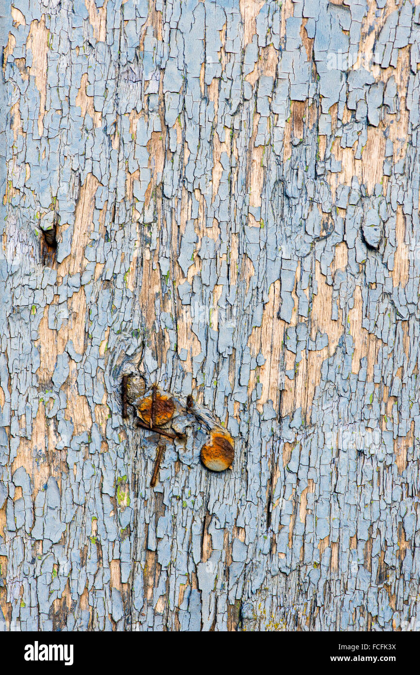 Il vecchio dipinto di blu porta in legno con peeling texture di vernice Foto Stock