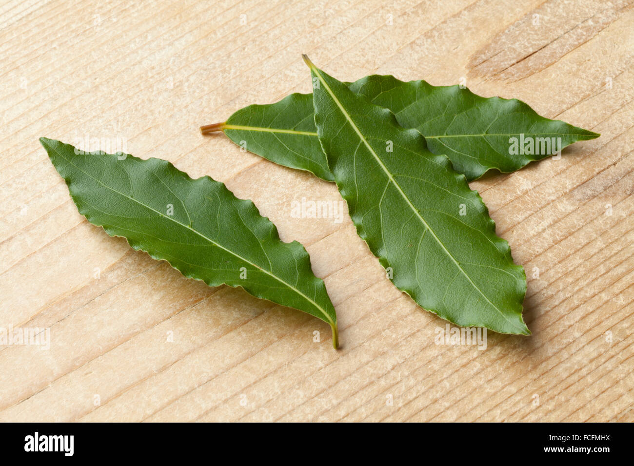 Fresche raccolte verdi foglie di alloro Foto Stock