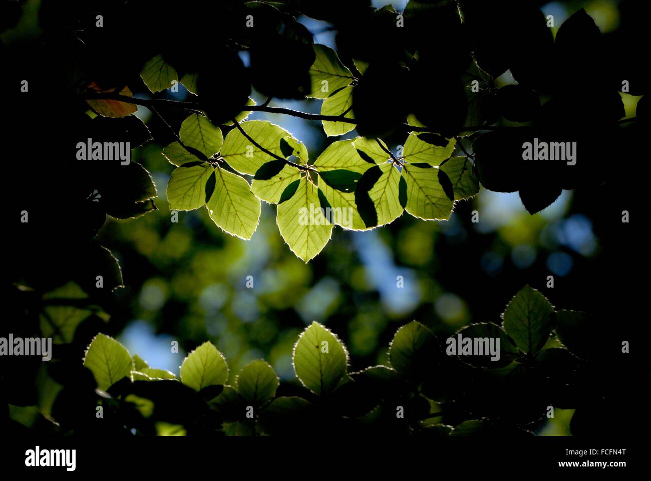 Ha foglie retroilluminato negli ultimi giorni di estate Foto Stock
