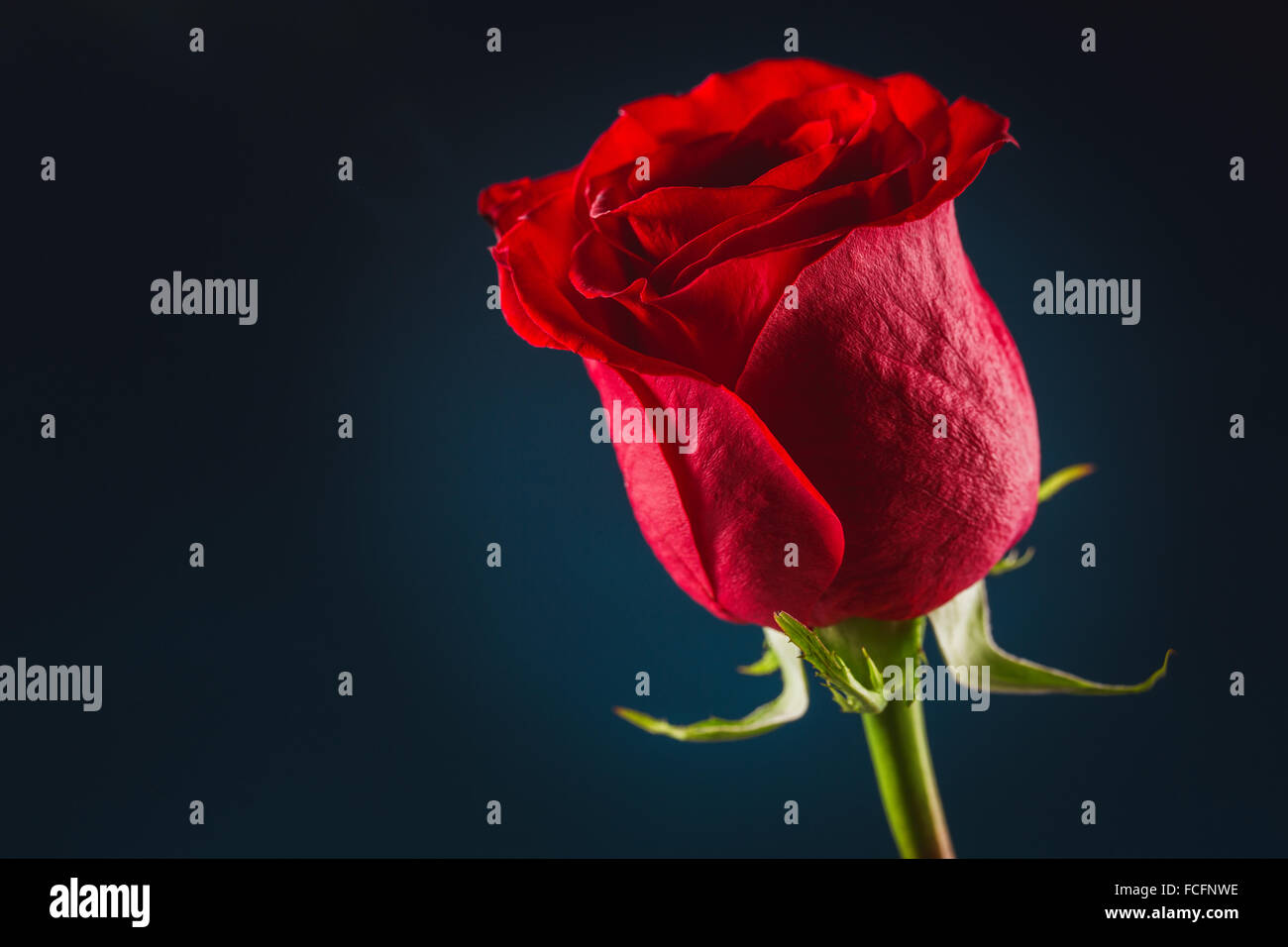 Bella rosa rossa immagini e fotografie stock ad alta risoluzione - Alamy