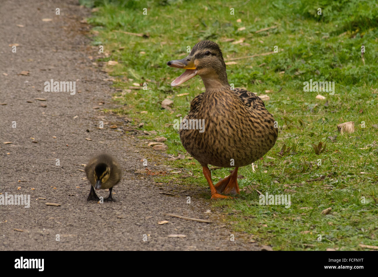Femmine di anatra germano reale (Anas platyrhynchos) camminare al fianco di anatroccolo e quacking - divertente immagine. Umorismo animali. Foto Stock