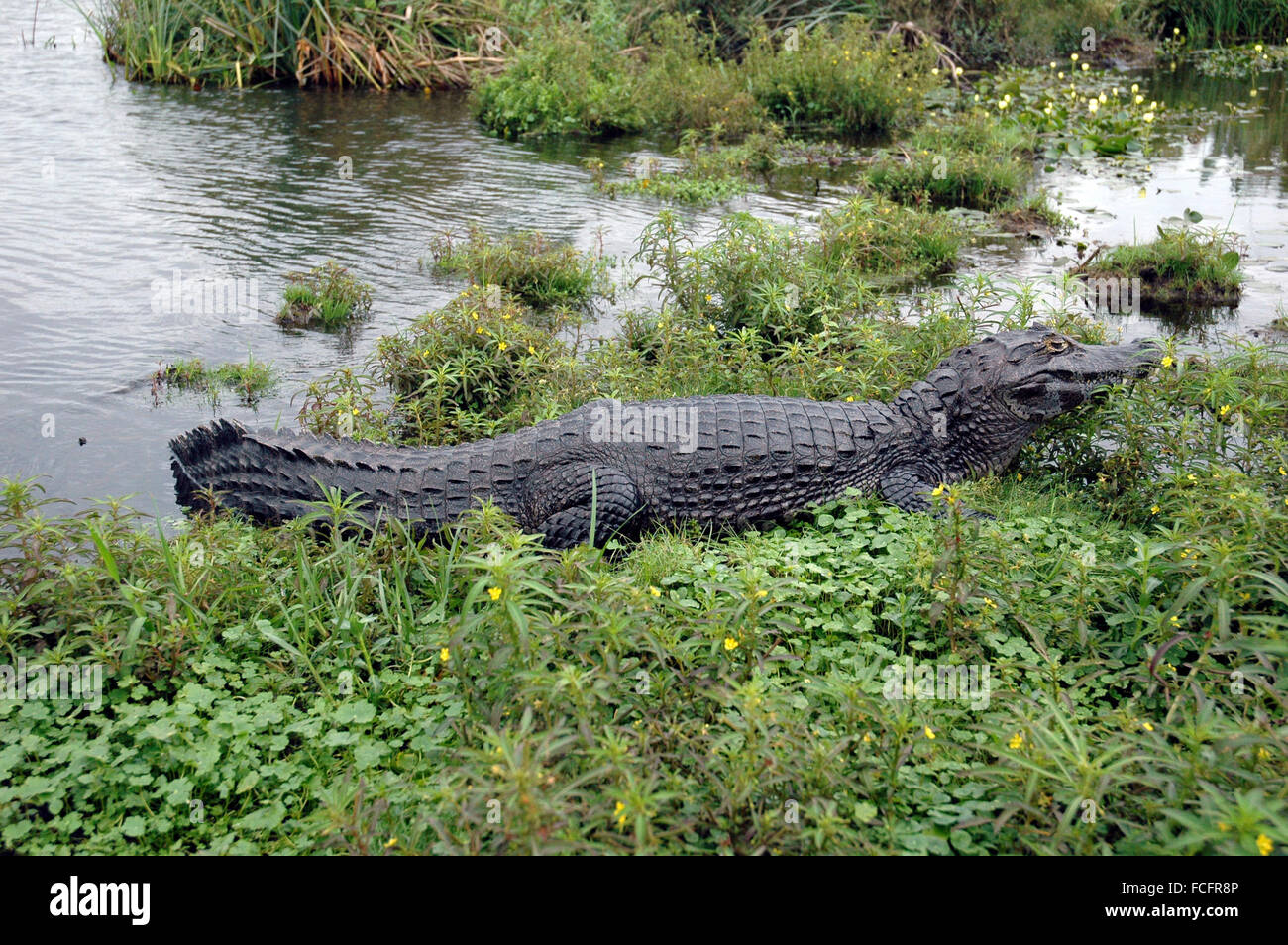 Caiman yacare Foto Stock