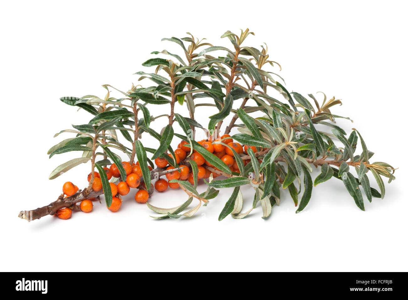 Rametto fresco di mare comune-frangola con bacche di colore arancione su sfondo bianco Foto Stock