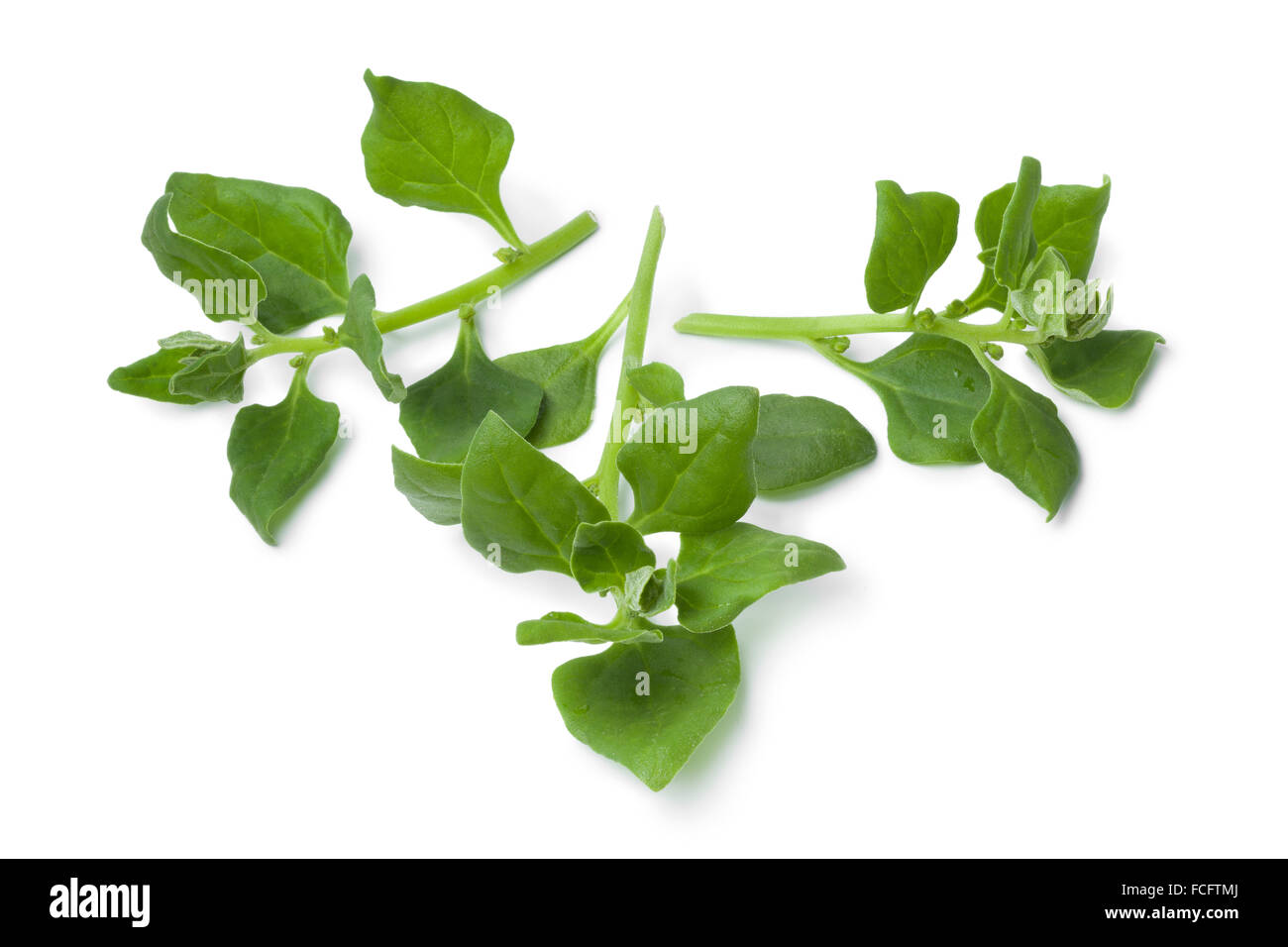 Nuova Zelanda spinaci foglie su sfondo bianco Foto Stock