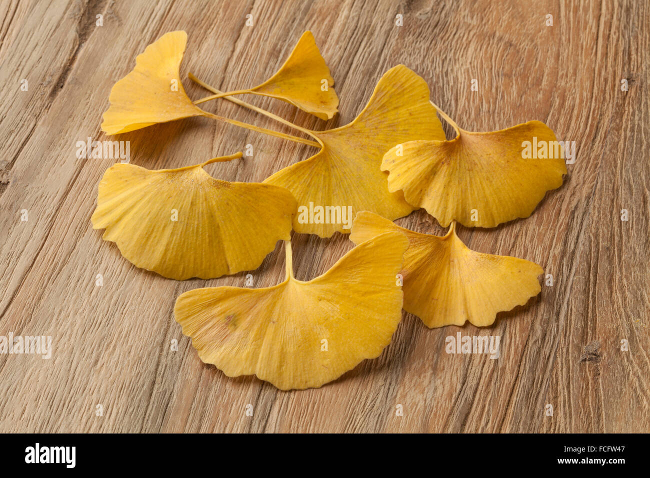 Giallo foglie di Ginkgo biloba Foto Stock