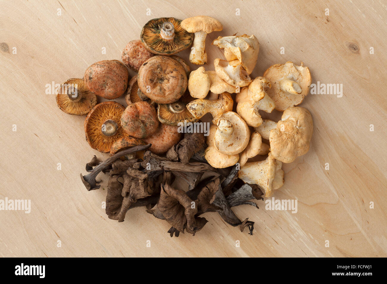 Varietà di i funghi selvatici freschi visto da sopra Foto Stock