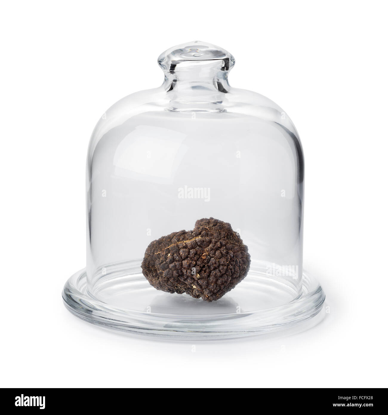 Intero fresco tartufo nero sotto un vetro cloche su sfondo bianco Foto Stock