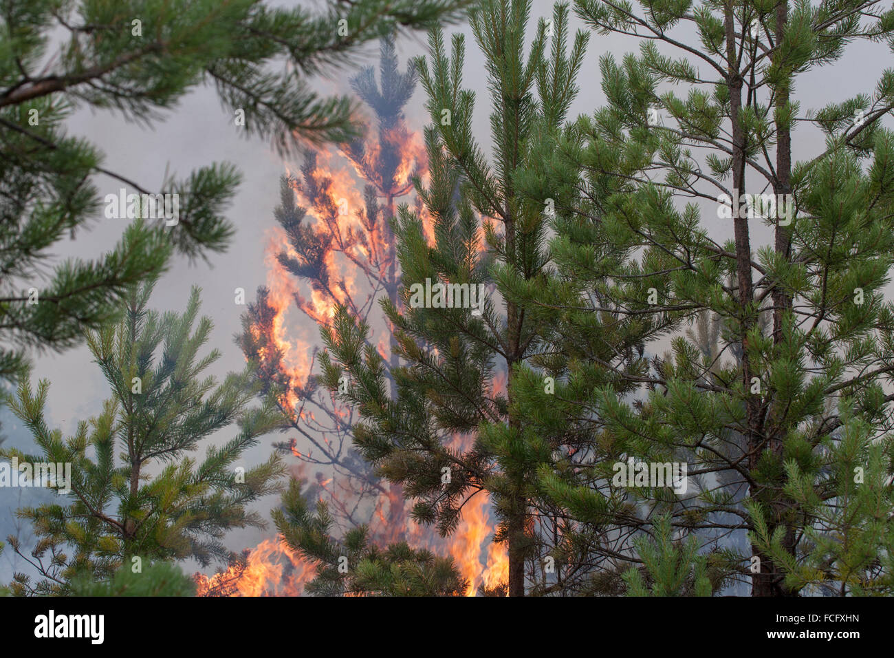 Incendio boschivo Foto Stock