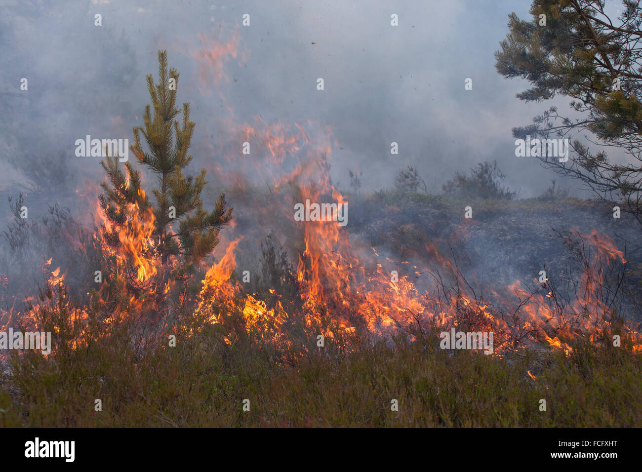 Incendio boschivo Foto Stock